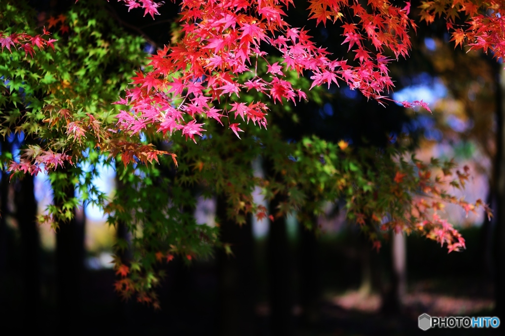 紅色もみじ