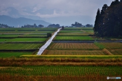 雨の田園