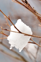 雪華