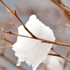 雪華