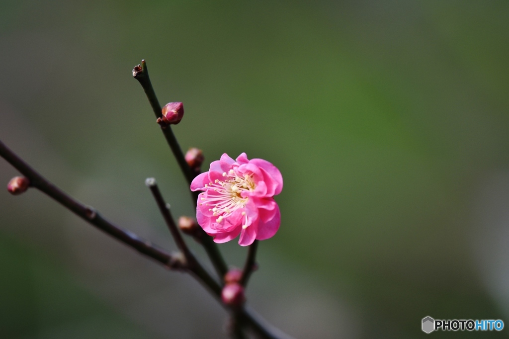 紅梅