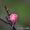 紅梅