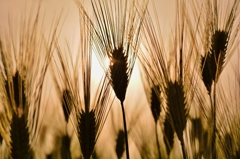 小麦色の季節