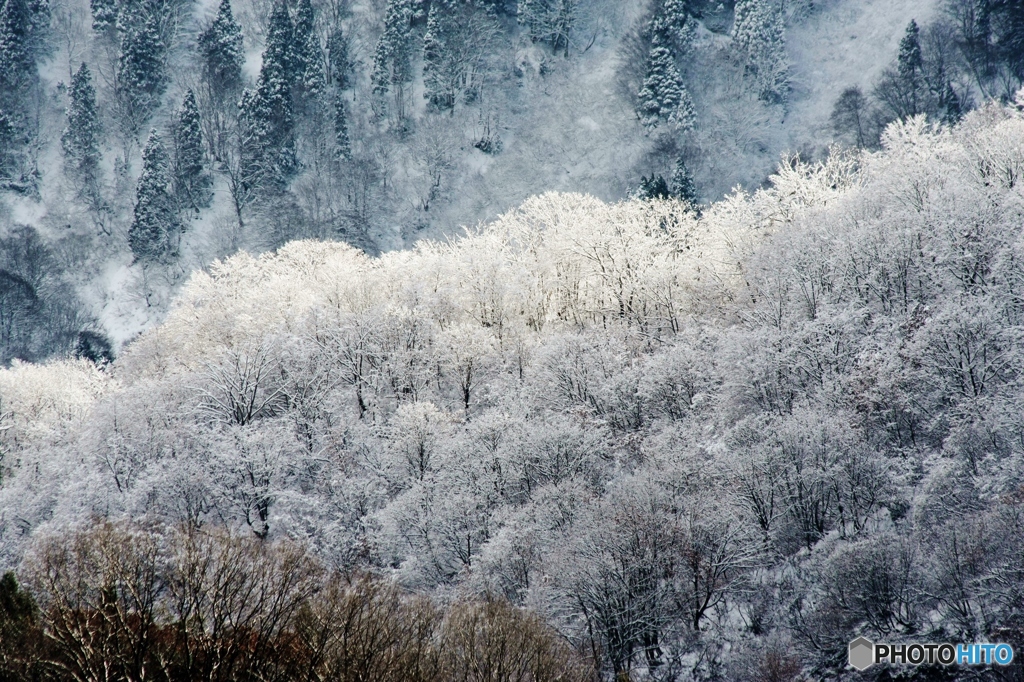 霧氷