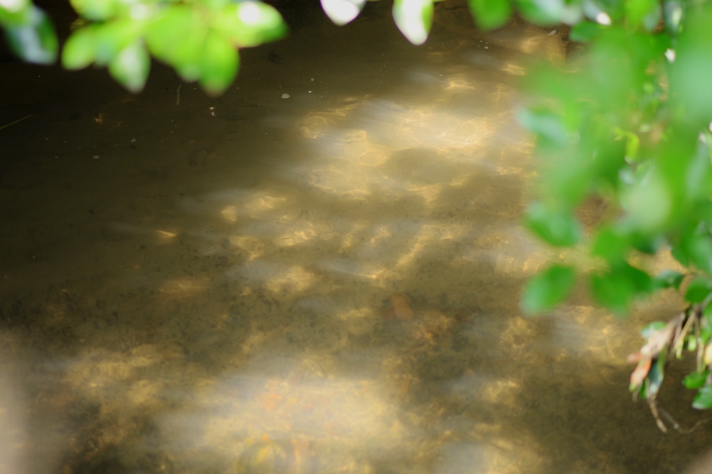 川の流れに・・・