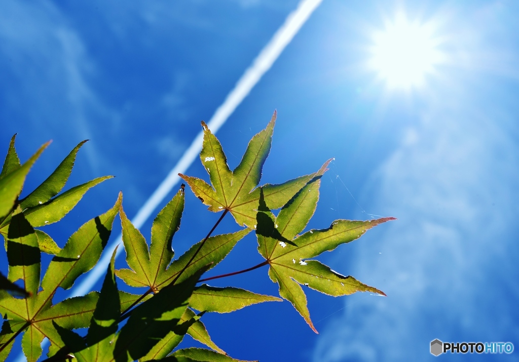 真夏の太陽
