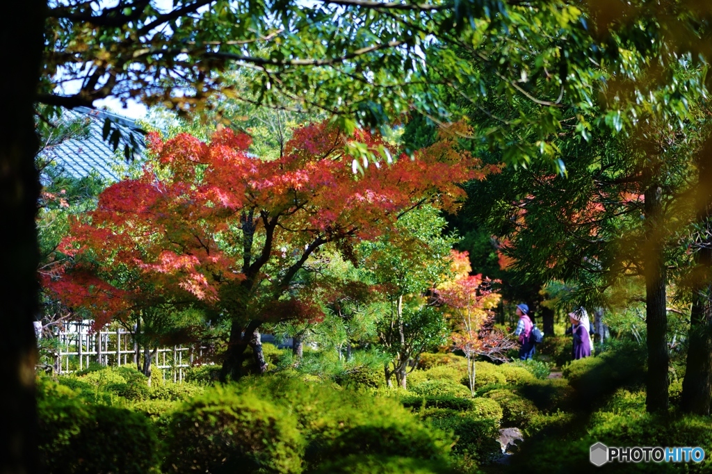 小さな庭園