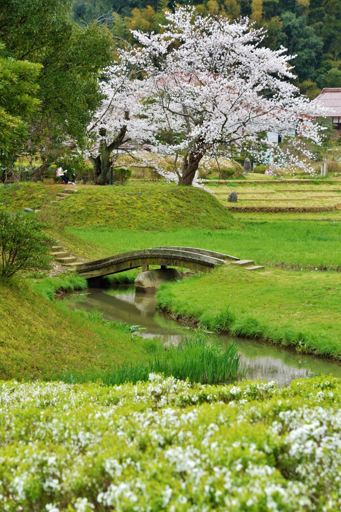 花見