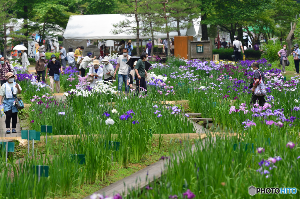 菖蒲祭り