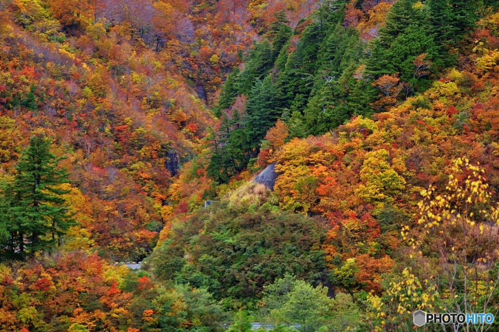白山郷紅葉