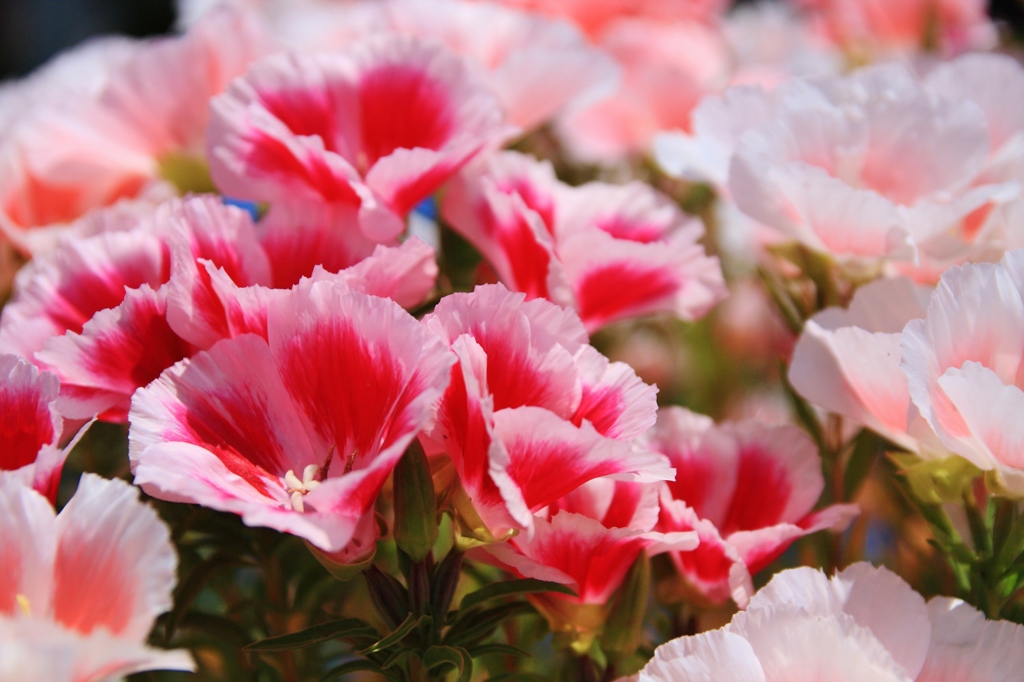 ＤＡＮＣＥ　party 