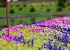 芝桜と・・・