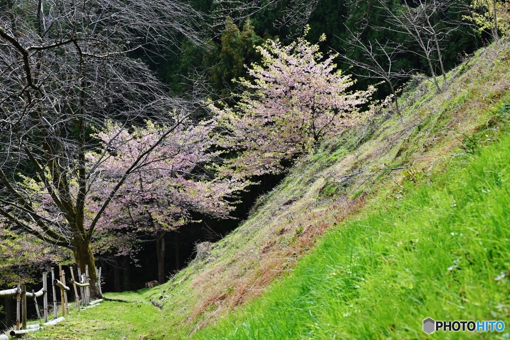 散歩道