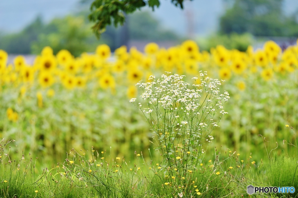 夏の花