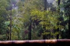 雨の竹林