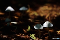秋暦
