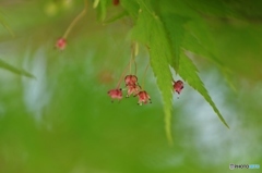 もみじの花