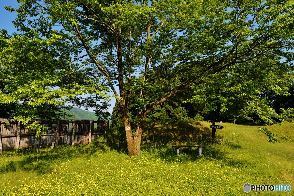 黄色い花の絨毯
