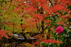 雨の紅葉