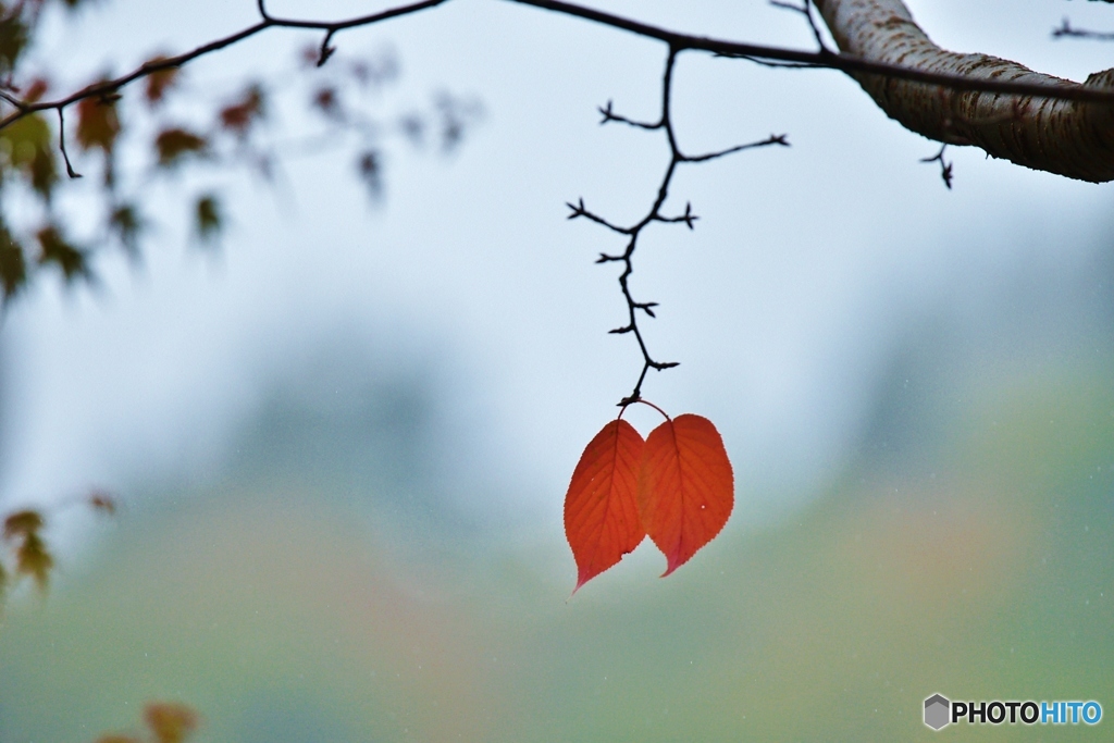 Autumn　Leaves