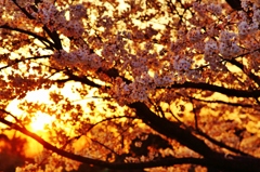 黄金桜