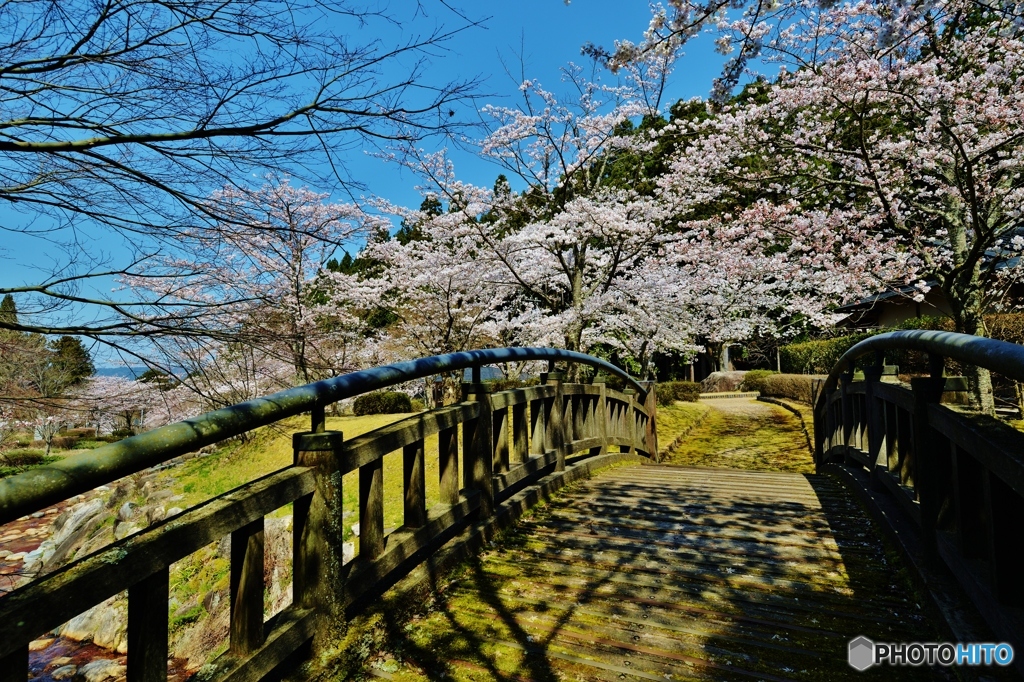 桜晴れ