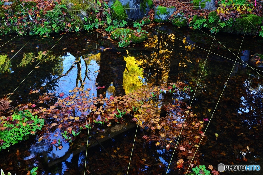 池の紅葉