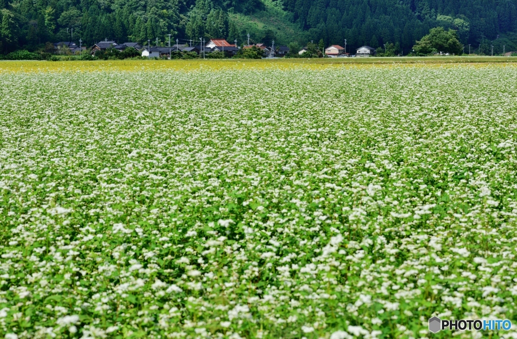 蕎麦畑