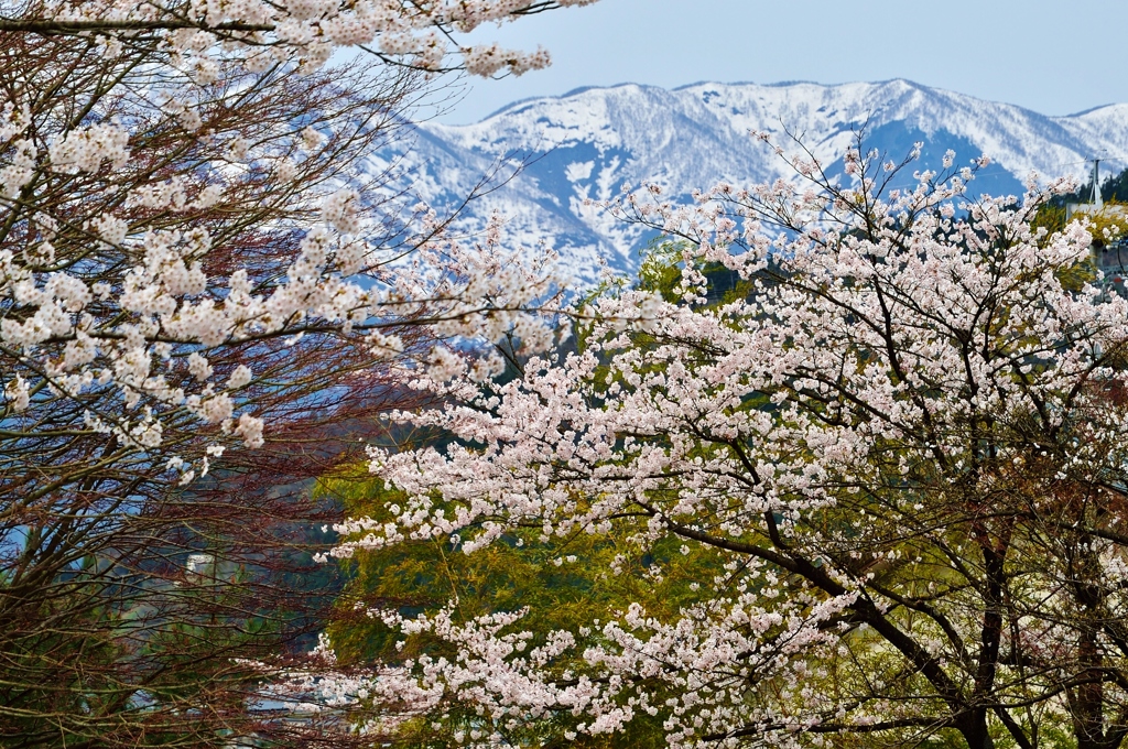 残雪桜