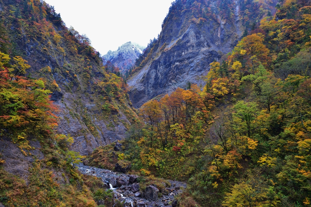 冠雪の紅葉