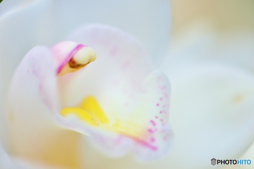 シンビジューム