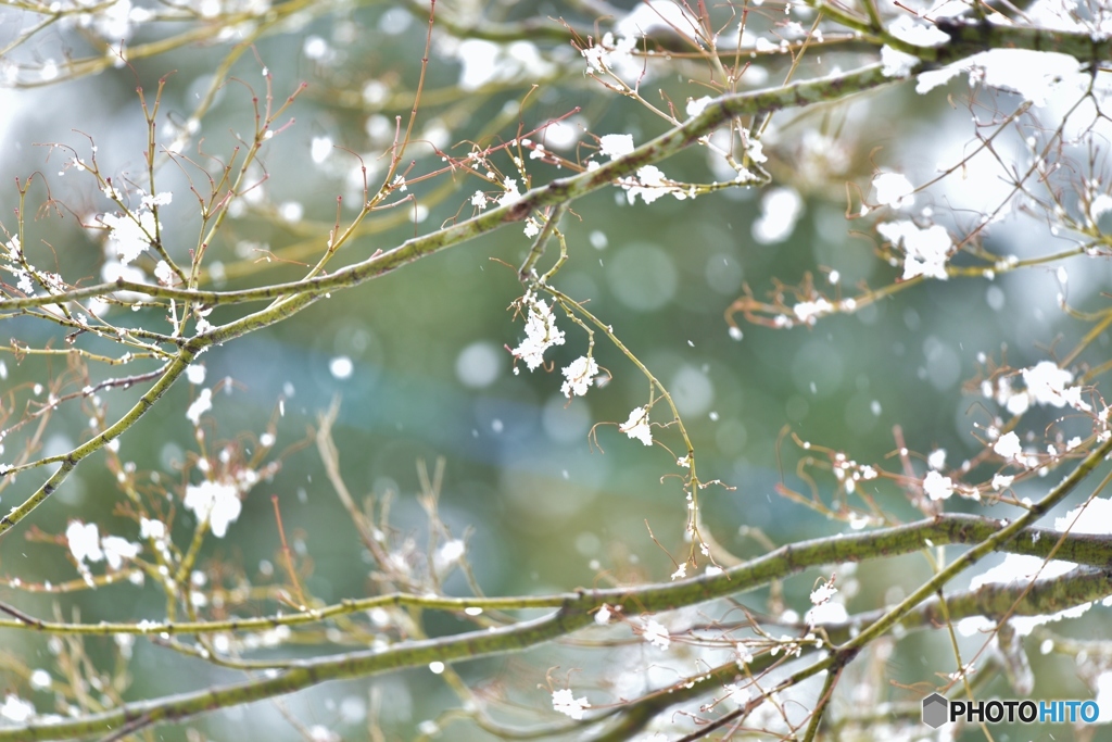 雪舞う