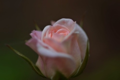 5月の花嫁