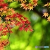 紅葉の七変化