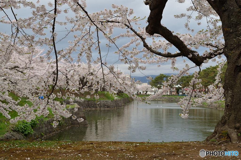 五稜郭の桜