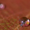 水玉