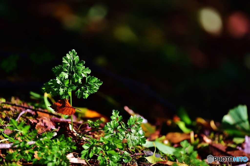 autumn leaf