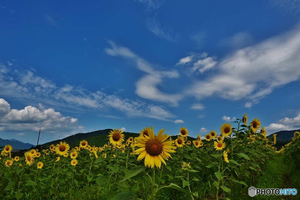 夏の陽