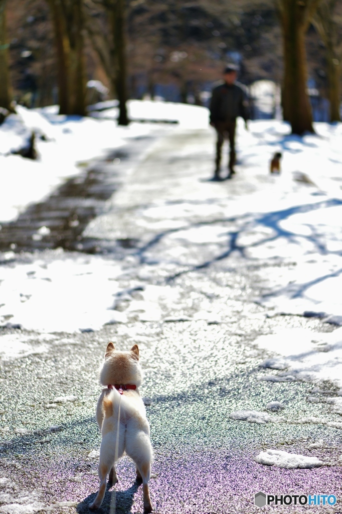 犬が来た