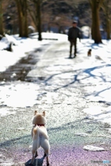 犬が来た