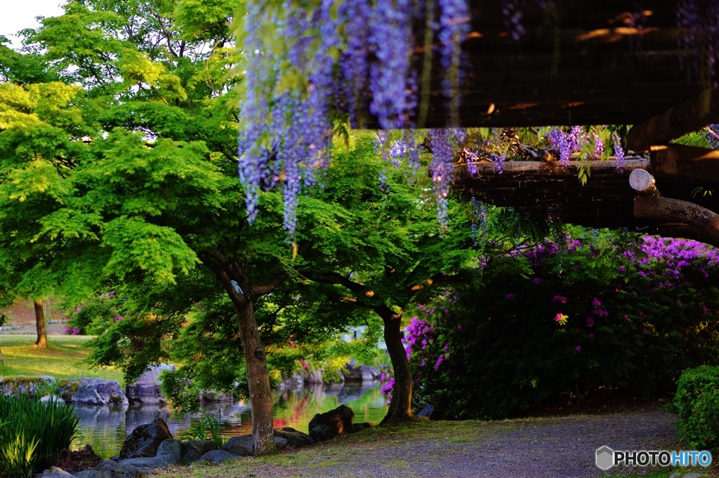 5月の花