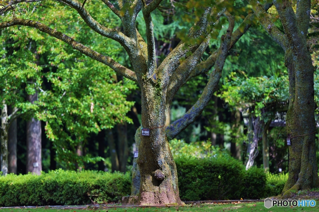 兼六園菊桜の木