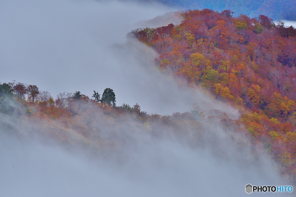 雲の中の紅葉