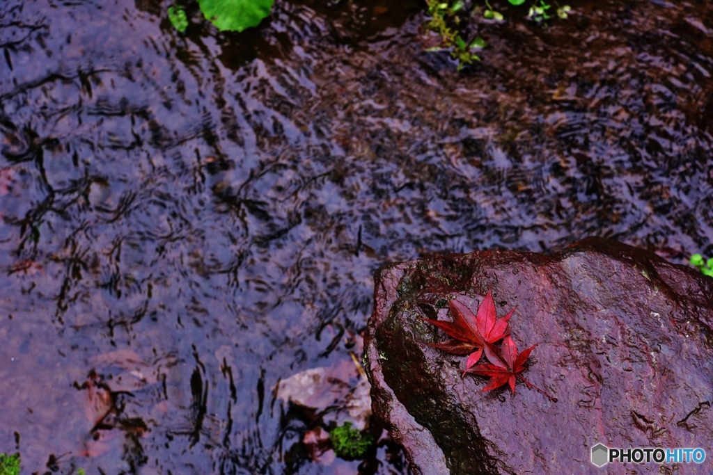 沈殿紅葉