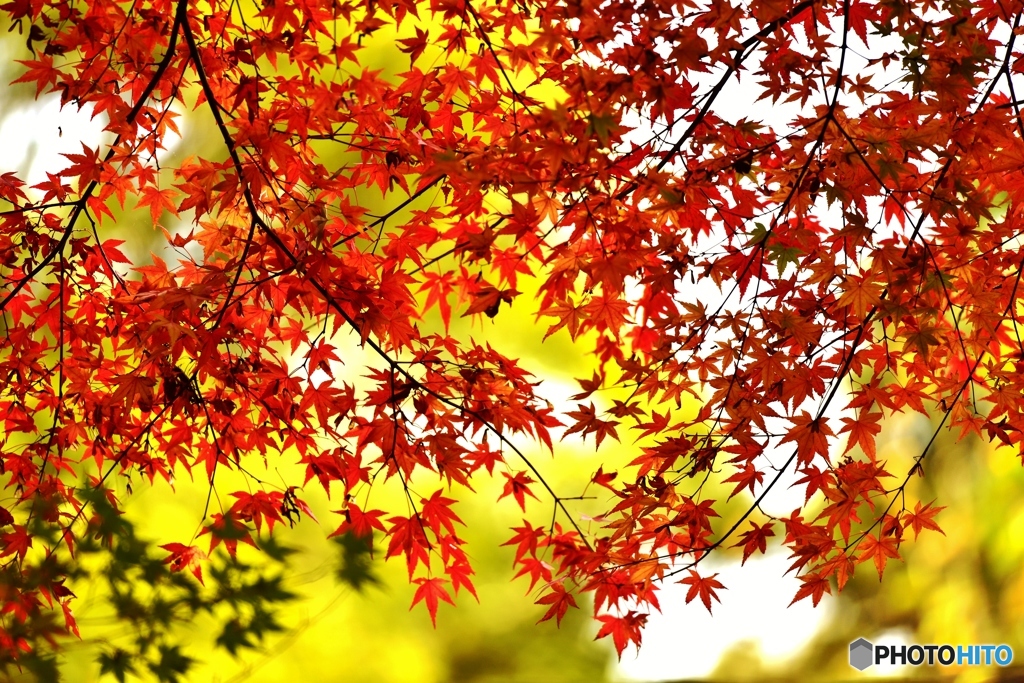 紅