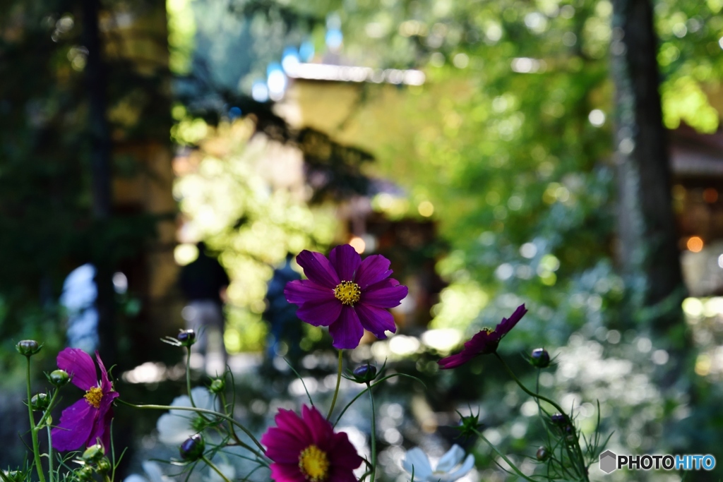 Violet　Cosmos