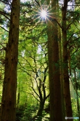 森の樹