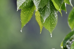 雨