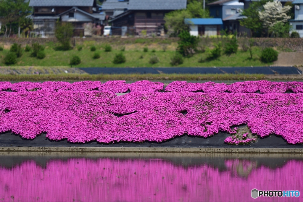 芝桜