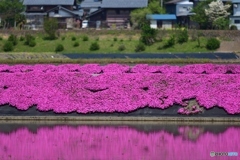 芝桜